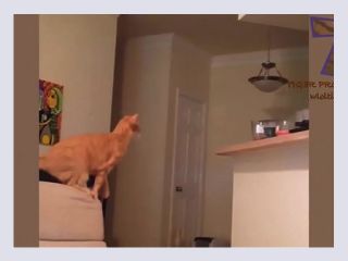 Funny cat video - fuck, cat, bbc