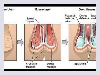 Masturbation techniques for men stimulation of the perineum - masturbation, men, stimulation
