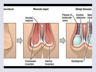 Masturbation techniques for men stimulation of the perianal area and anus - masturbation, solo, masturbate