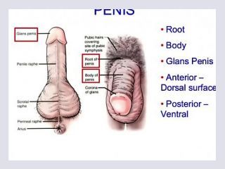 Masturbation techniques for men stimulation of anus and prostate gland - masturbation, masturbate, men