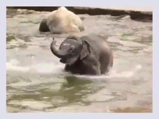 Just a video about some baby elephants passing through