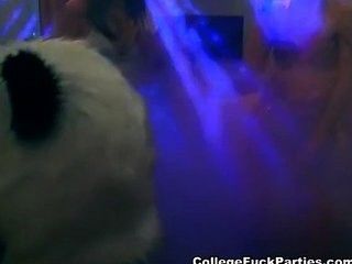 Orgy with panda